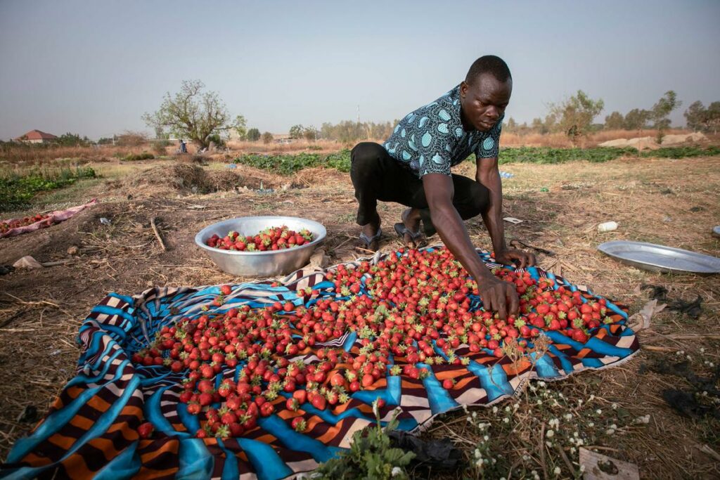 BURKINA-AGRICULTURE-STRAWBERRIES