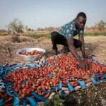 BURKINA-AGRICULTURE-STRAWBERRIES