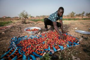 BURKINA-AGRICULTURE-STRAWBERRIES