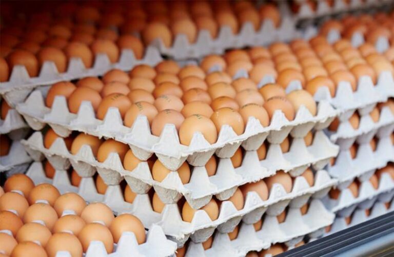 PLATEAU OEUF VENTE