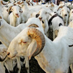 moutons-tabaski
