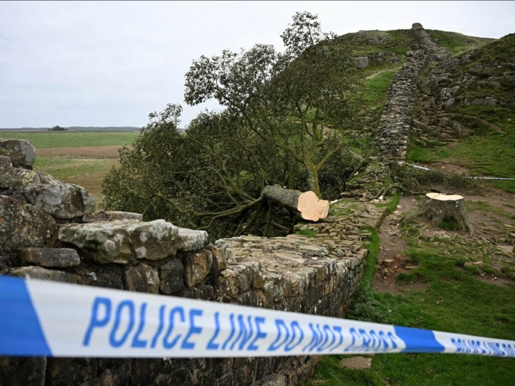 cover-r4x3w1200-6877bce99f2af-afp-20250715-66ua6cq-v1-highres-filesbritainnaturepolicetree