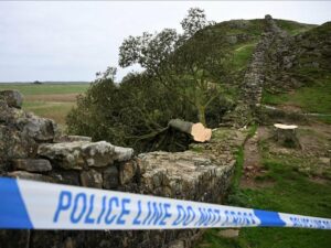 cover-r4x3w1200-6877bce99f2af-afp-20250715-66ua6cq-v1-highres-filesbritainnaturepolicetree