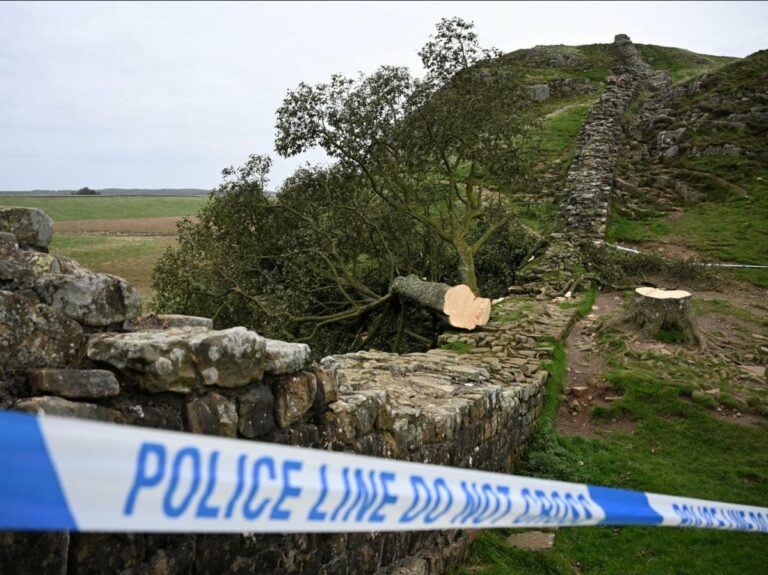 cover-r4x3w1200-6877bce99f2af-afp-20250715-66ua6cq-v1-highres-filesbritainnaturepolicetree