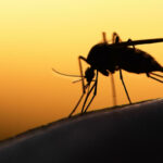 Mosquito,On,Human,Skin,At,Sunset