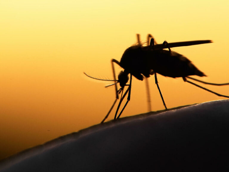 Mosquito,On,Human,Skin,At,Sunset