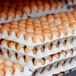 PLATEAU OEUF VENTE (1)